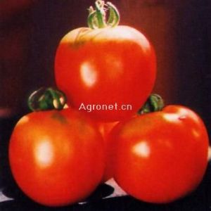 供应金丰1号番茄—番茄种子