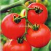 供应年丰番茄—番茄种子