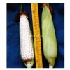 供应广甜1号超甜玉米—玉米种子