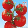 供应格瑞特—番茄种子
