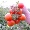 供应新禧—小番茄种子