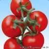供应NL189—番茄种子