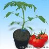 供应番茄砧木久留大佐—砧木种子