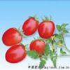 供应红珍珠—小番茄种子