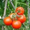 供应阿克斯一号番茄—番茄种子