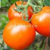 供应新星101—番茄种子