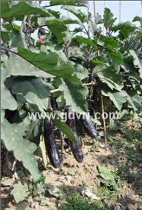 供应农丰三号紫长茄－茄子种子