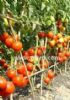 供应金冠一号－番茄种子
