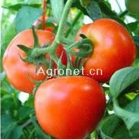 供应金丰一号—番茄种子