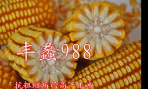 供应丰蠡988—菜用玉米