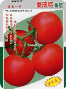 供应夏瑞特番茄—番茄种子