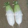 供应秀绿—韩国进口萝卜种子