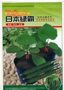 供应日本绿霸—黄瓜嫁接专用砧木