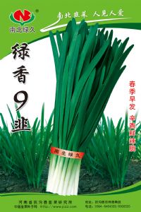 供应绿香9韭菜种子