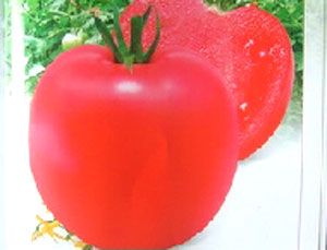 供应粉冠008——番茄种子