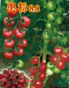 供应奥粉88—番茄种子