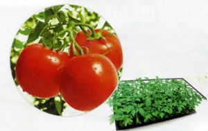 供应红瑞塔—番茄种苗