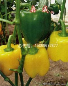供应奥威F1—甜椒种子
