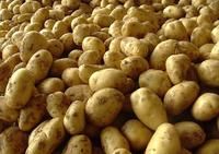供应优质土豆