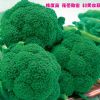 供应绿龙—青花菜种子