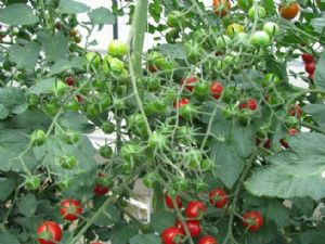 供应全美20—番茄种子