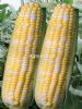 供应特优998—玉米种子
