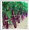 供应南蔬紫红长茄--茄子种子