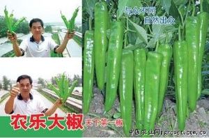 供应农乐大椒－尖椒种子