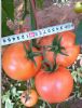 供应荷兰进口粉红硬果番茄种子