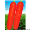 供应改良日本六寸参－胡萝卜种子
