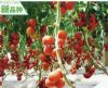 利玛-217——番茄种子