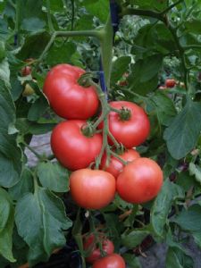 供应特丽娜粉番茄种子
