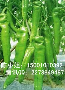 供应金牛角LJ-001—辣椒种子
