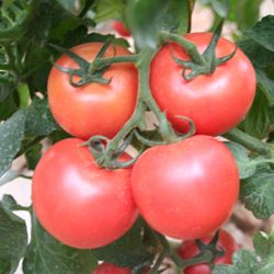 供应优质西红柿（陆地）
