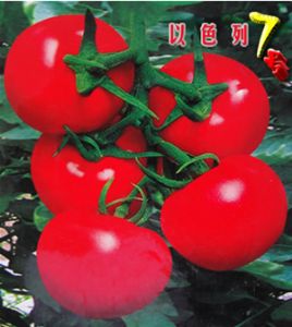 供应以色列7号—番茄种子