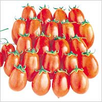 供应樱桃小番茄—番茄种子