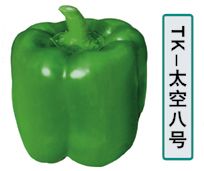 供应TK—八号—甜椒种子