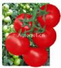 南蔬红冠228番茄——番茄种子