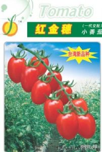 供应红金穗——番茄品种