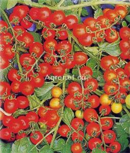 红珠——番茄种子