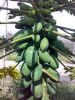 供应小型水果木瓜（农升）——木瓜种子