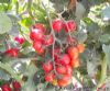 供应寿僖—番茄种子