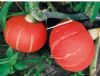 供应短蔓金红粟—南瓜种子