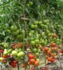 供应勤红103—番茄种子