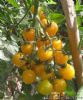 供应金珠—番茄种子