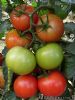 供应勤红101—番茄种子