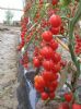 供应红小宝-番茄种子