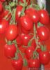 供应赤美—番茄种子