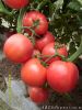 供应勤粉102—番茄种子