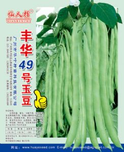 供应丰华49号玉豆—菜豆种子